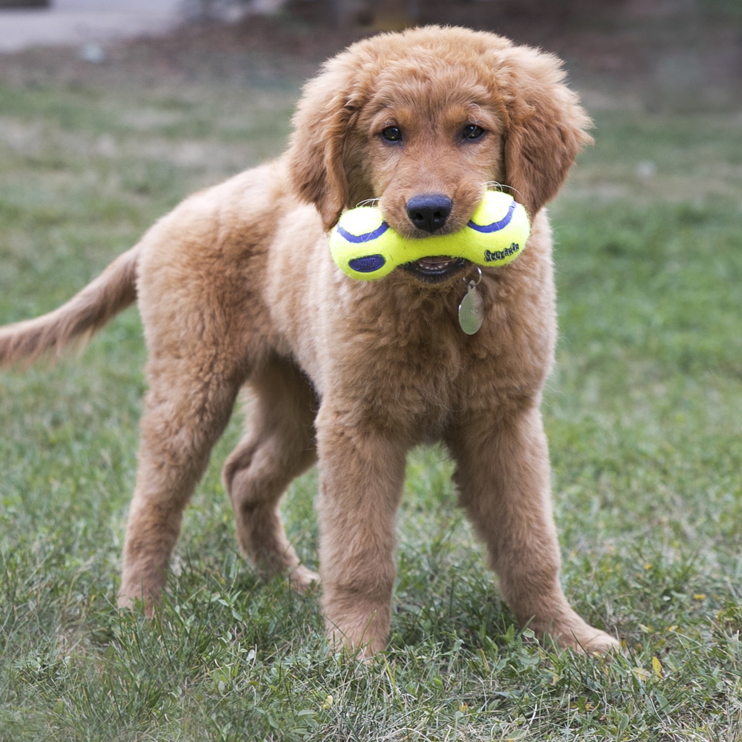 Kong AirDog Dumbbell